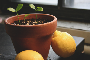 Comment faire pousser un citron