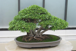 Hvordan dyrke en bonsai