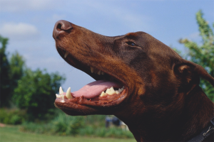 Hvordan bli kvitt hundens dårlige ånde