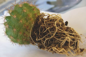 Slik transplanterer du en kaktus