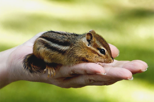 Come prendersi cura di uno scoiattolo