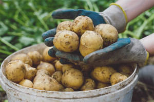 Comment faire pousser une bonne récolte de pommes de terre