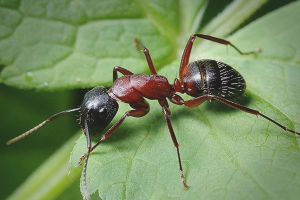 Come affrontare le formiche in giardino