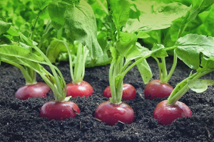 Comment planter du radis en pleine terre