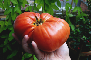 Comment faire pousser de grosses tomates