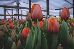 Comment faire pousser des tulipes dans une serre