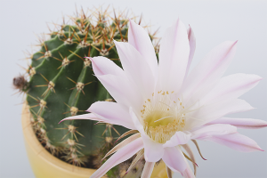 Hvordan få kaktus til å blomstre