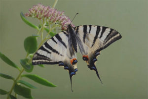 Papillon Podalirium