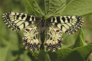 Поликсен пеперуда
