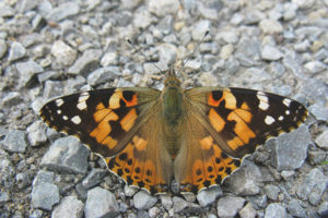 Chardon papillon