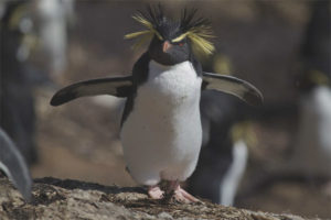 Pingouin à crête