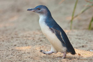 Lille pingvin