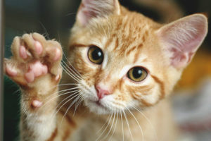 Comment apprendre à un chat ou à un chat à donner une patte