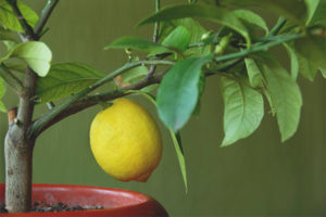 Feuilles de citron tombent