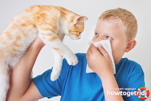 Come è un'allergia ai gatti in un bambino