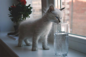 Le chaton ne boit pas d'eau
