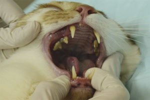 Защо котките губят зъбите си