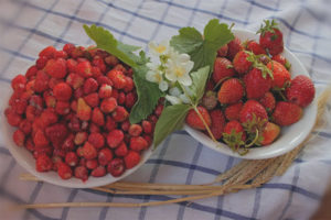 Quelle est la différence entre les fraises et les fraises