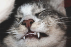 Katt som gnister tennene