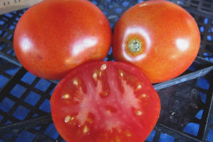 Ephemer de tomate