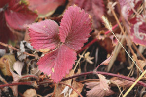 Le foglie di fragola diventano rosse